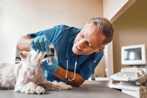 Best 24-Hour Emergency Dental Care in Bass Lake, IN
